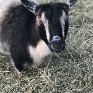 Meet your Posher, Meg